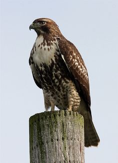 a brown and white bird sitting on top of a wooden post