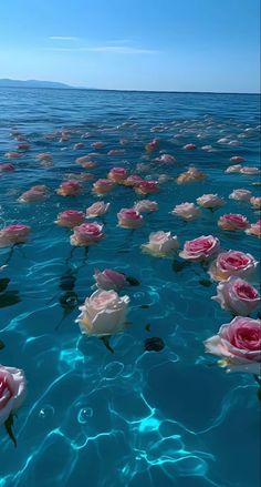 several pink roses floating on top of the ocean