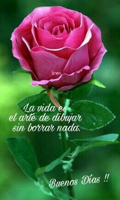 a pink rose with the words in spanish above it and an image of a green background