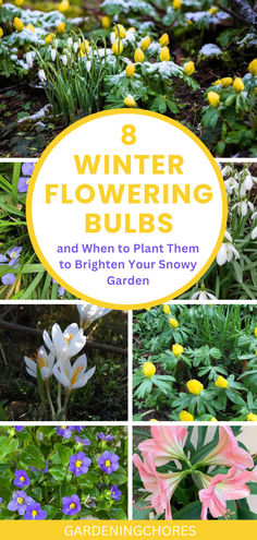 Bored of Snow? These flowering bulbs will brighten your snowy garden! Winter Bulbs Outdoors, Winter Aconite Flowers, Magical Lifestyle, Snowy Garden, Bulbs Garden Design, Winter Flowers Garden, Winter Garden Ideas, Winter Poses, Winter Aconite