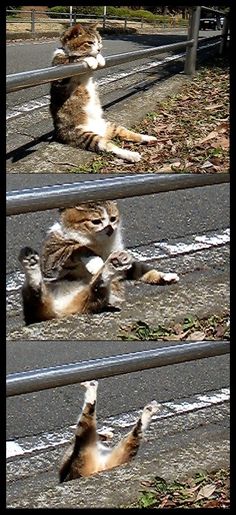 a cat laying on its back in the middle of some metal bars and looking at it's reflection