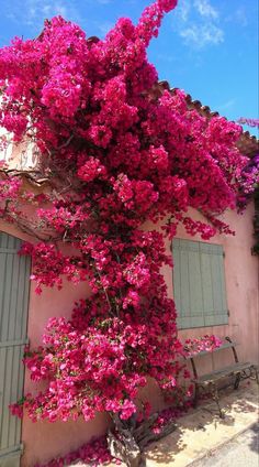 pink flowers are growing on the side of a building