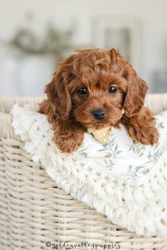 a small brown dog sitting in a wicker basket with a blanket on it's back