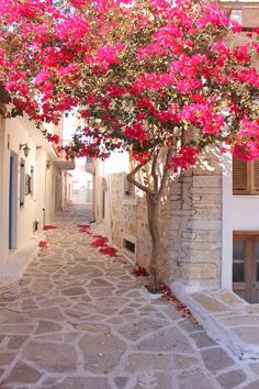 a tree with pink flowers growing on it's branches in front of a building