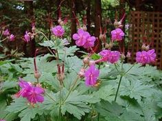 purple flowers blooming in the garden next to green leaves and plants with red stems