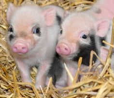 three little pigs are sitting in the hay