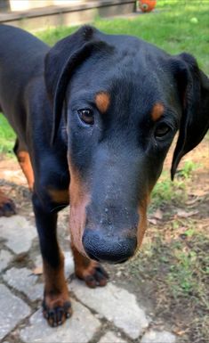 a black and brown dog standing on top of a stone walkway