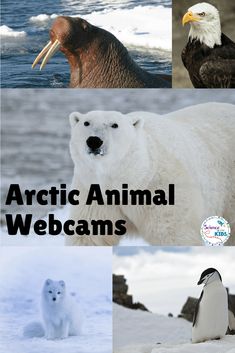 an image of arctic animals with caption that reads, arctic animal webcams