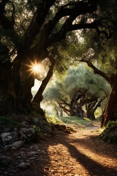 the sun shines through the trees on a dirt path