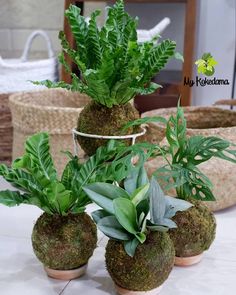 three potted plants sitting on top of each other