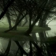 trees are reflected in the water on a foggy day