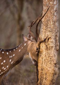 a deer that is standing next to a tree with it's head on the trunk