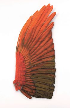 an orange and green bird's wing on a white background