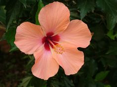 a pink flower with red stamen on it's center surrounded by green leaves