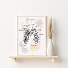 an illustration of the lungs on a shelf next to a vase with a plant in it