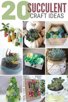 20 succulent craft ideas that are easy to make and great for the home