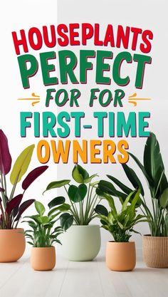 houseplants perfect for first - time owners are on display in front of a sign