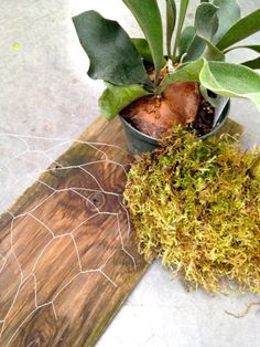 a potted plant sitting on top of a wooden cutting board next to a small spider web