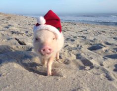 a small pig wearing a santa hat on the beach