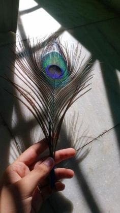 a person holding a peacock feather in their hand with the shadow on the floor behind them