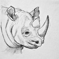 a pencil drawing of a rhinoceros head