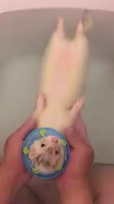 a person holding a small hamster in their hands with a blue plate on it