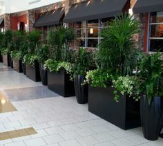 there are many plants in the large black planters on the side of the building