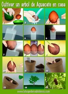 the instructions for how to grow an acuacate