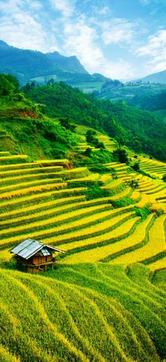 a house in the middle of a rice field with mountains in the backgroud