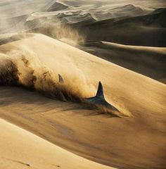 a shark carcass through the sand dunes