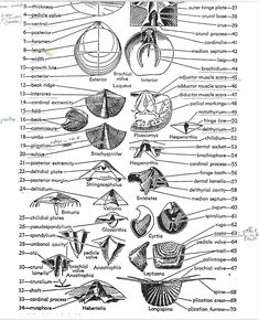 an old diagram of different types of animals