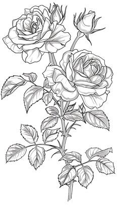 Unlock the beauty of Rose Grandiflora through art! Dive into our exclusive collection of Rose Grandiflora coloring pages, perfect for kids and adults. Unleash your creativity and bring these stunning flowers to life. For more details and to download your coloring pages, visit this link. #RoseGrandiflora #ColoringPages #CreativeArt Pyrography Flowers, Free Printable Adult Coloring Pages, Scary Stories For Kids, Card Making Flowers, Stories Funny, Alphabet Drawing, Stunning Flowers