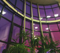 the interior of a building with purple walls and plants in pots next to windows that have round panes on them