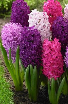 purple and pink flowers are growing in the dirt