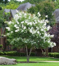 a tree with white flowers in front of a large brick house on a sunny day