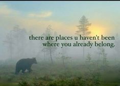 there are places you haven't been where you already belong quote on bear in foggy forest