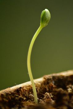 a small plant sprouting from the top of a piece of wood