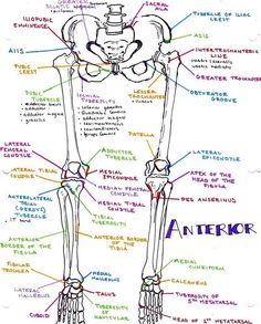 a diagram of the bones and their major functions