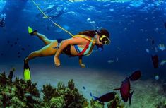 a woman is diving in the ocean with scuba gear