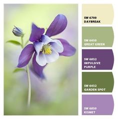 a purple flower with green leaves in the background and text below it that reads sw 6470 daybreak