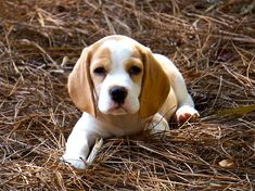 a brown and white dog laying on top of dry grass