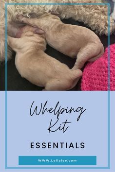 two puppies sleeping on top of each other with the words, welping kit essentials