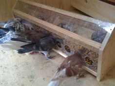 three birds are eating food out of a bird feeder on the floor in front of a wooden box