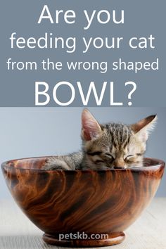 a kitten sleeping in a bowl with the caption are you feeding your cat from the wrong shaped bowl?