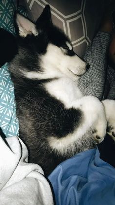 a black and white dog laying on top of a bed next to a person wearing glasses