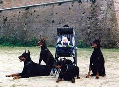 four dogs sitting next to each other with a baby in a stroller behind them