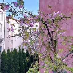 a tree with purple flowers in front of a pink building