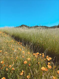 an open field filled with lots of tall grass and orange flowers on top of it