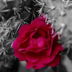 a red rose is blooming in the middle of a cactus plant with lots of needles