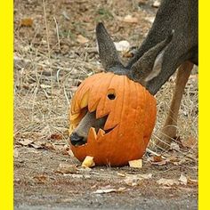 Source by PARTIALECLIPSE_YT... A Deer, A Pumpkin, Deer